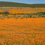 Hiking Trail, Namaqua National Park, Northern Cape 2024